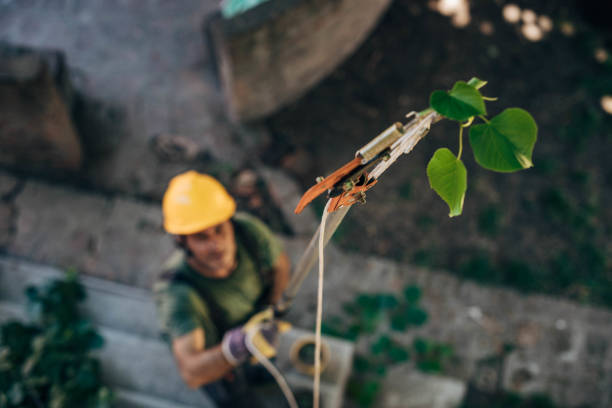 Trusted Auburn, IN  Tree Services Experts