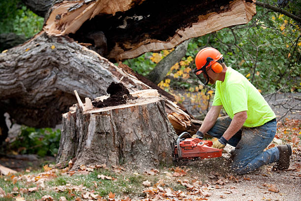 Best Stump Grinding and Removal  in Auburn, IN